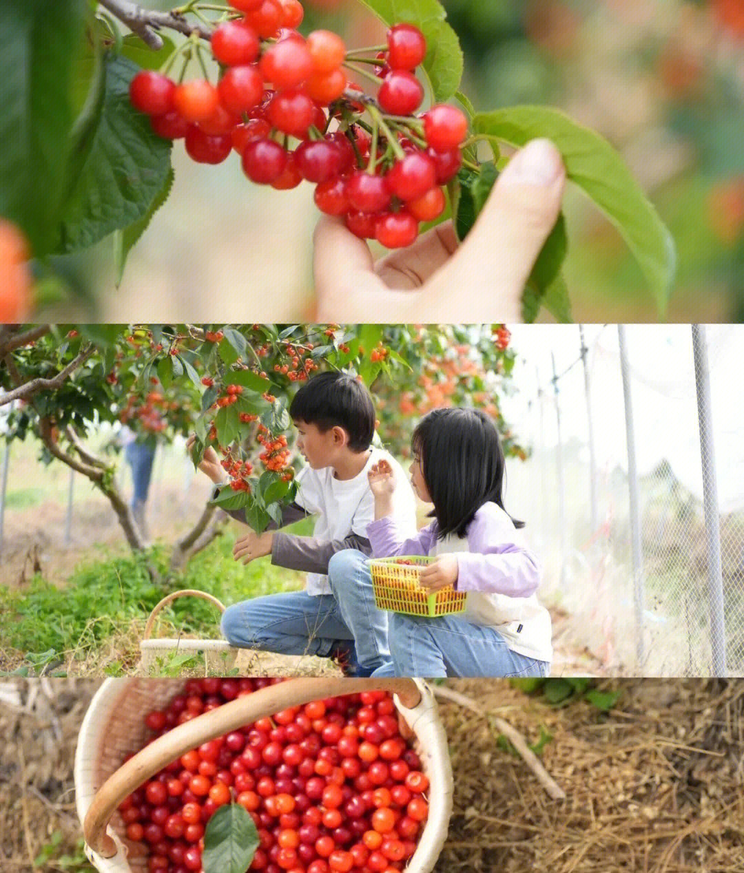 樱桃游戏交易平台官网_樱桃游戏_樱桃游戏工作室有哪些游戏