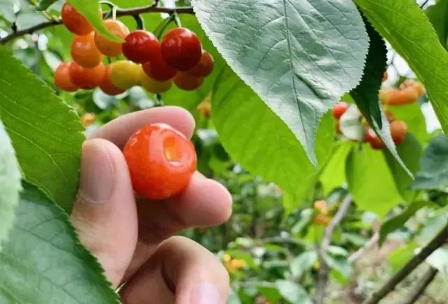 樱桃游戏_樱桃游戏交易平台官网_樱桃游戏工作室有哪些游戏