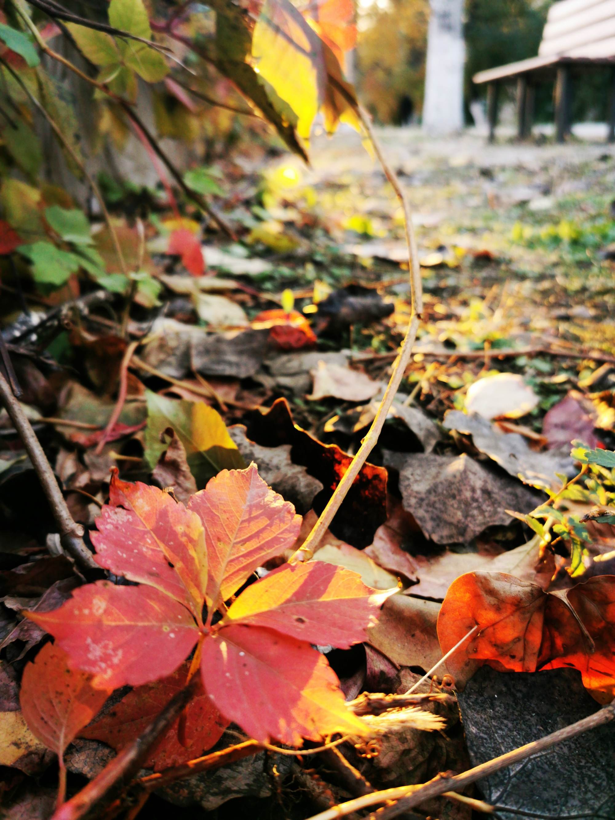 花开叶落_花开是你叶落是你什么歌_花开叶落中文系