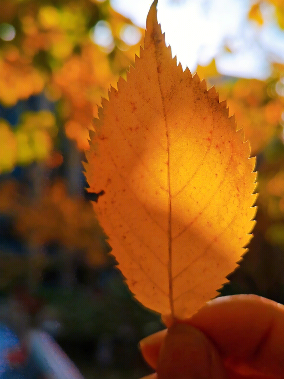花开叶落_花开叶落中文系_花开是你叶落是你什么歌