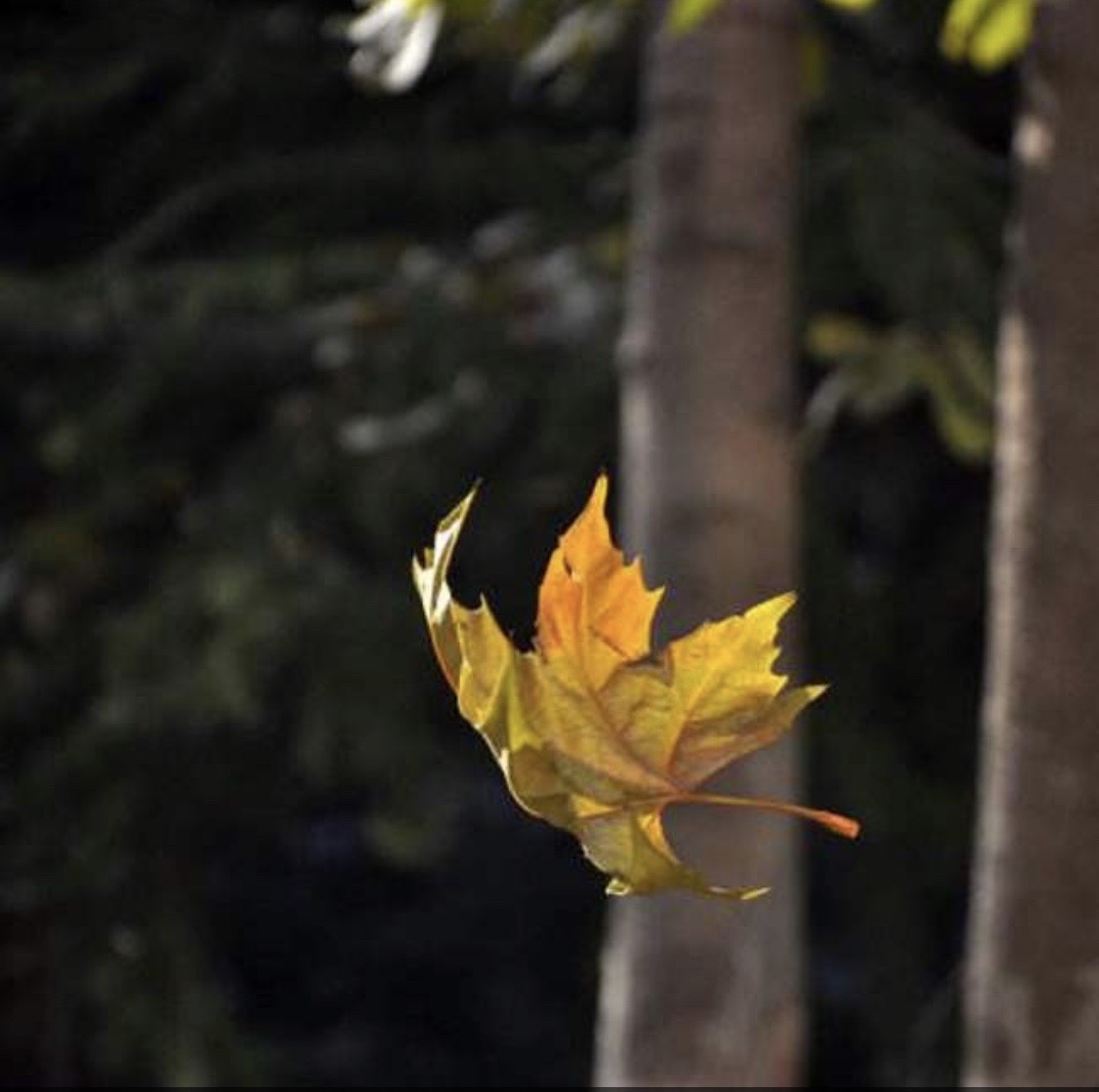 花开叶落_花开是你叶落是你什么歌_花开叶落中文系