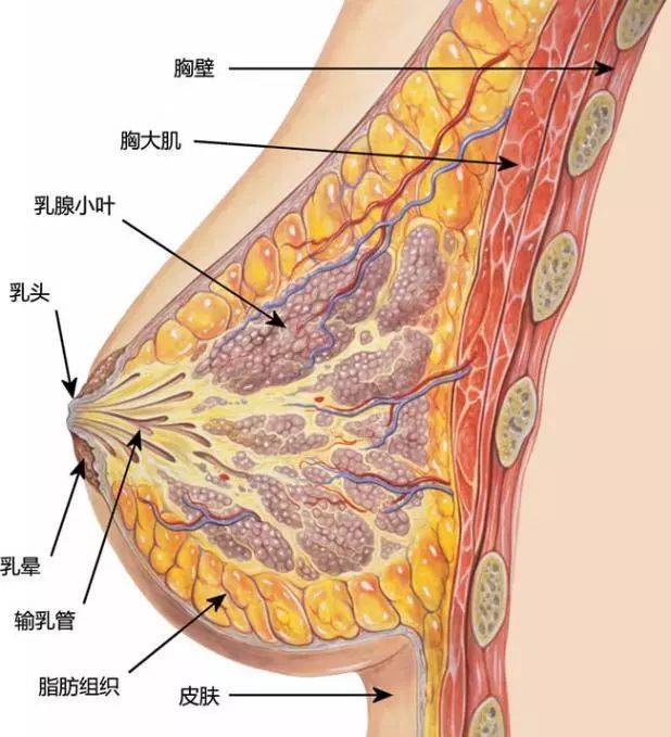 娇韵诗健胸调节乳怎么样_能调节乳量的游戏_lol乳量排行无内衣