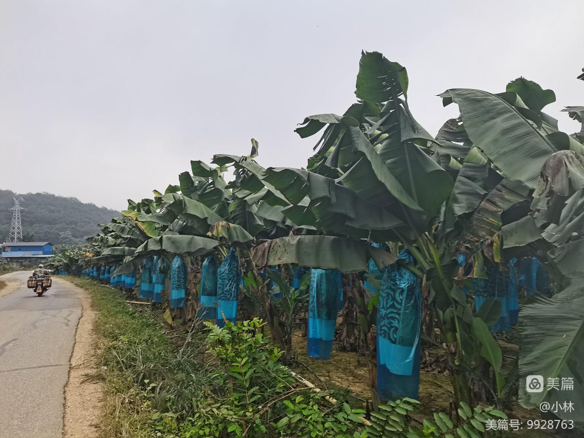 在线香蕉视频_在线香蕉视频_在线香蕉视频