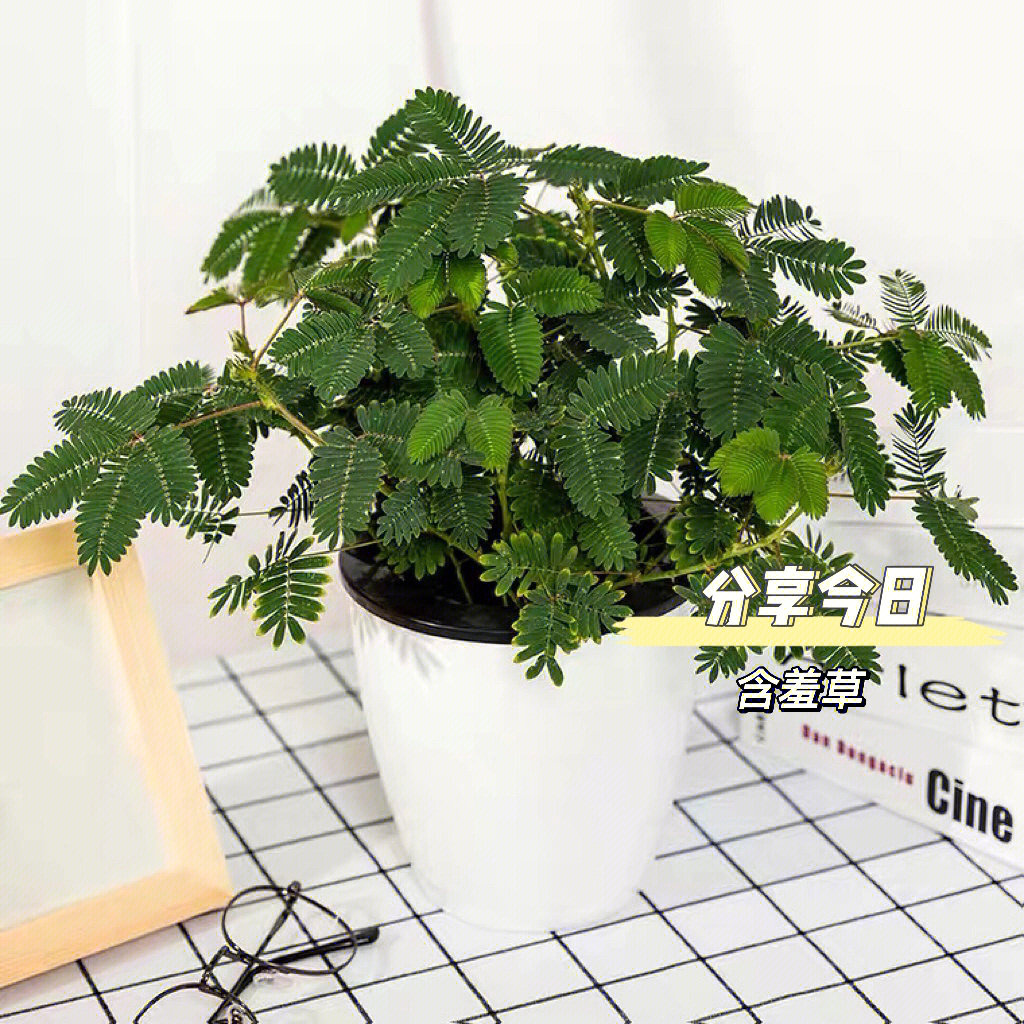 含羞草实验室入口_含羞草实验实验_含羞草实验试