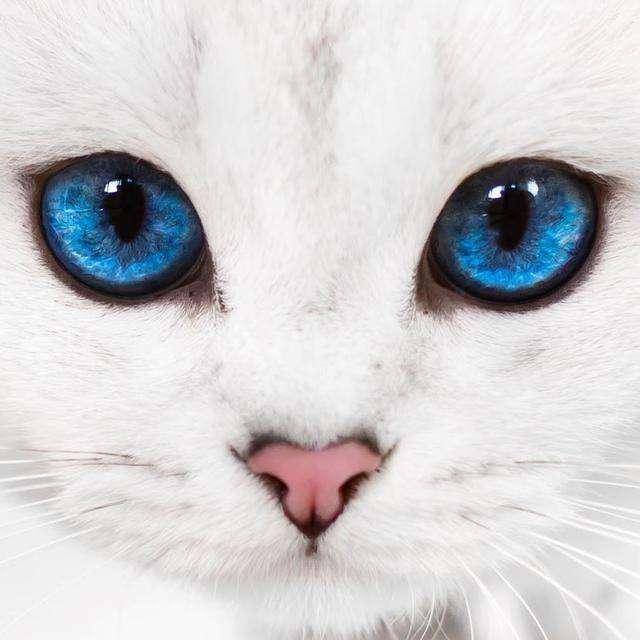 异色瞳的猫咪组合,征服观众心 异色瞳的猫咪组合,征服观众心
