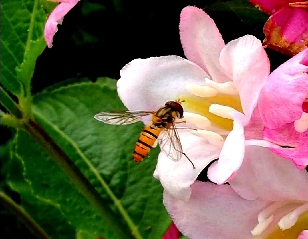 蜜蜂的小游戏_小蜜蜂游戏_蜜蜂游戏图片