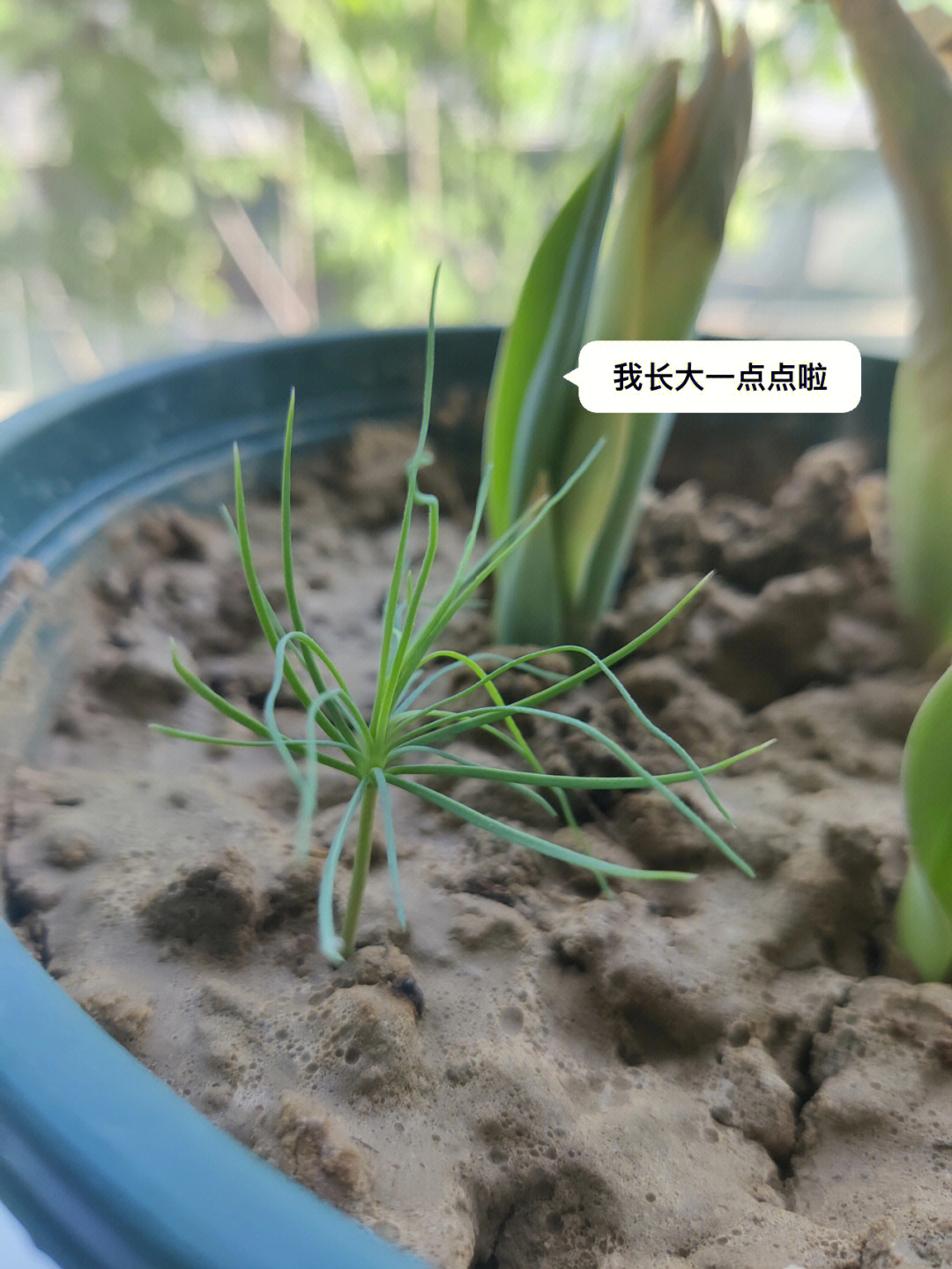 大长精_大长精_大长精