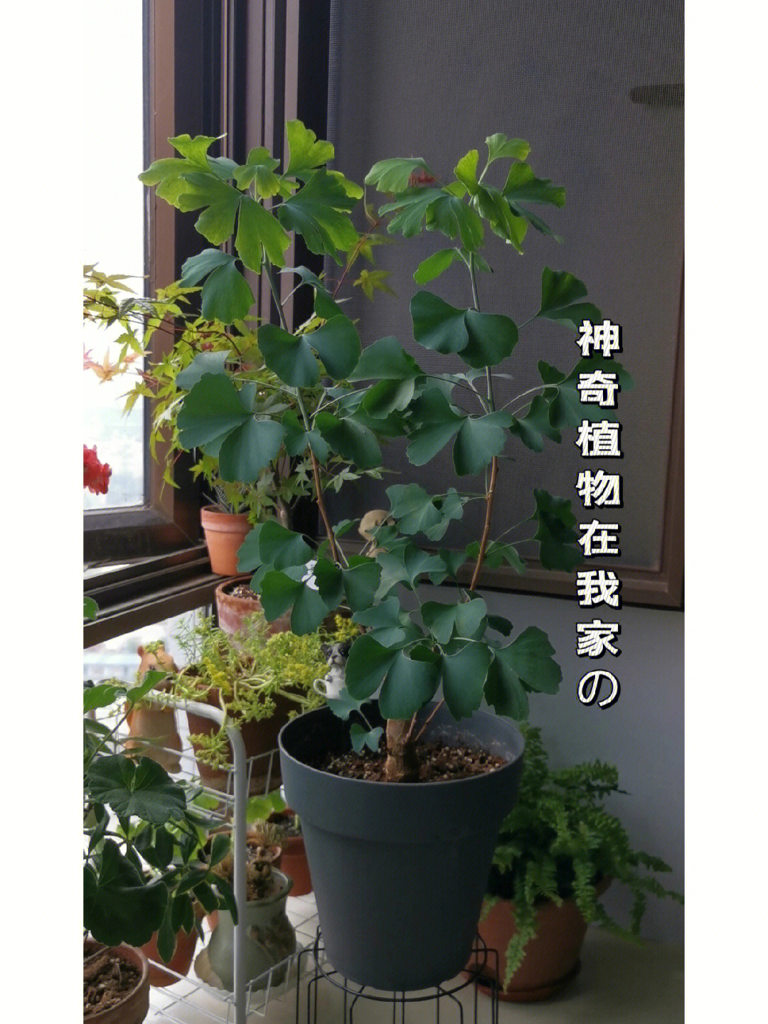 大长精_大长精_大长精