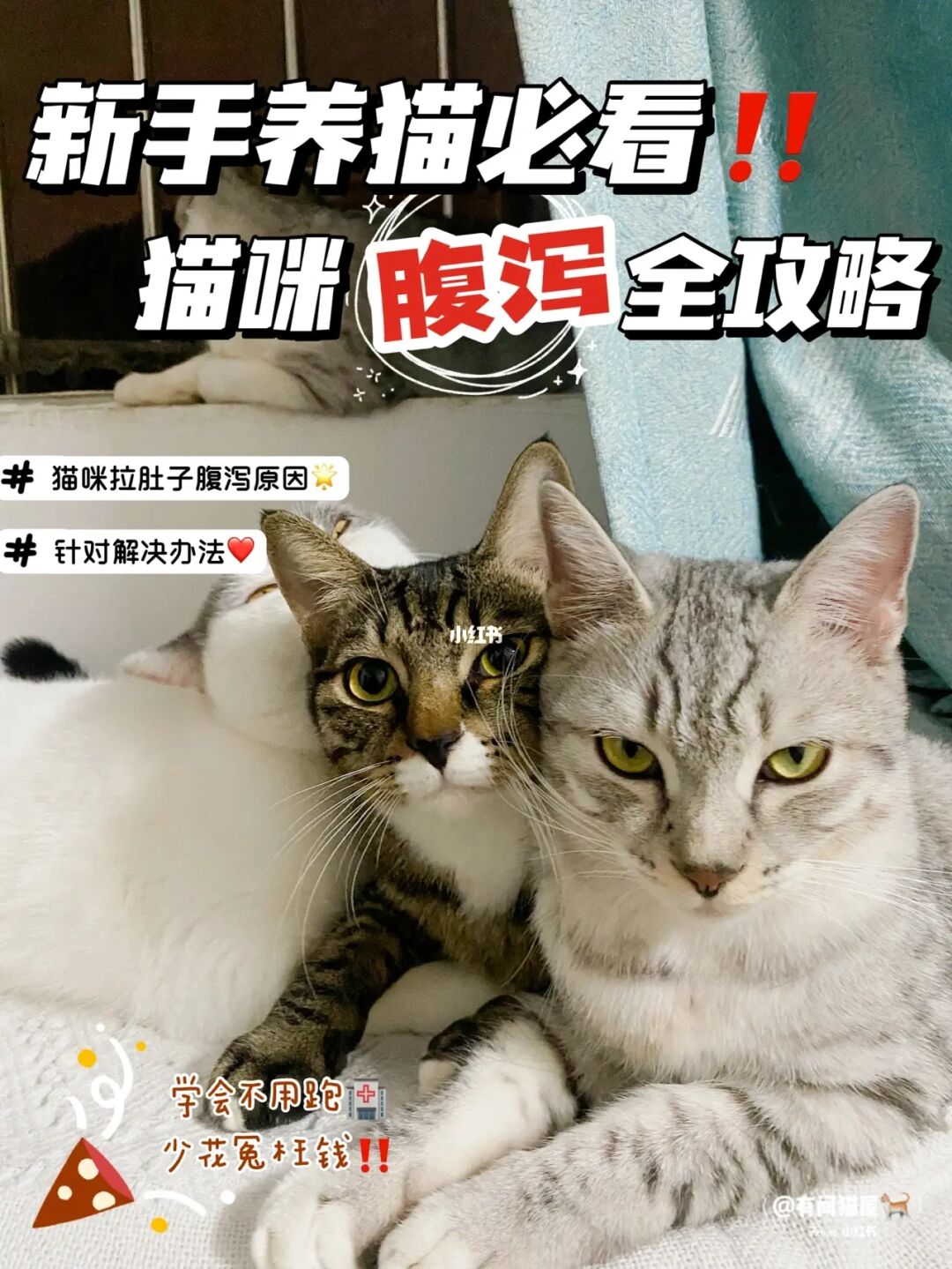 猫咪社区在线_猫咪社区在线_猫咪社区在线