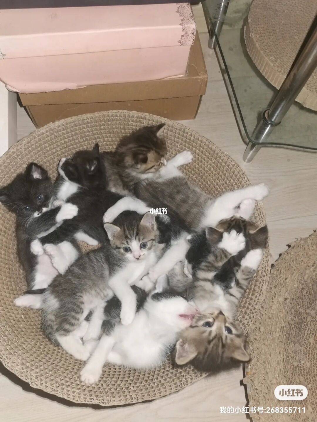 猫咪社区在线_猫咪社区在线_猫咪社区在线