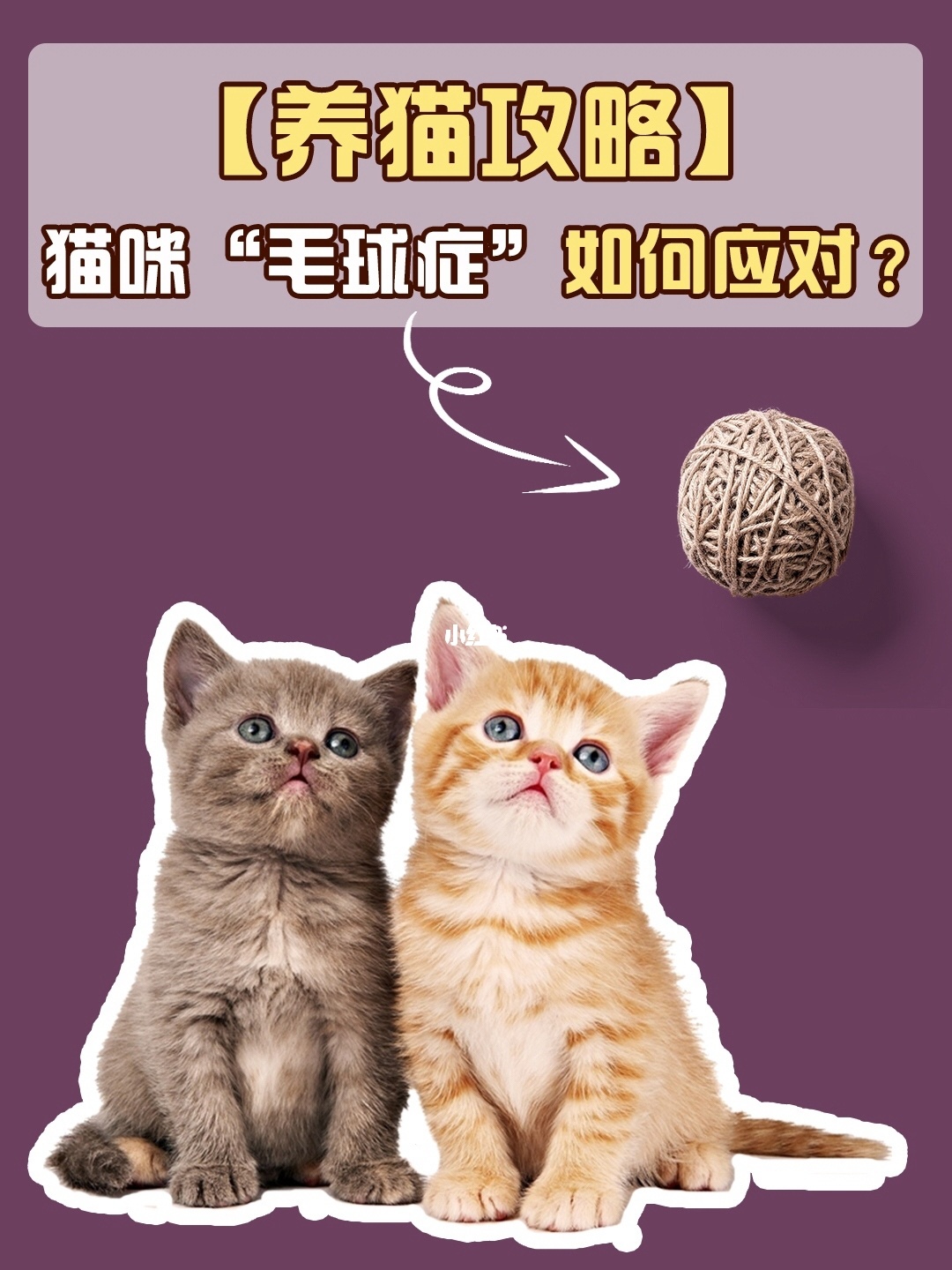猫咪社区在线_猫咪社区在线_猫咪社区在线