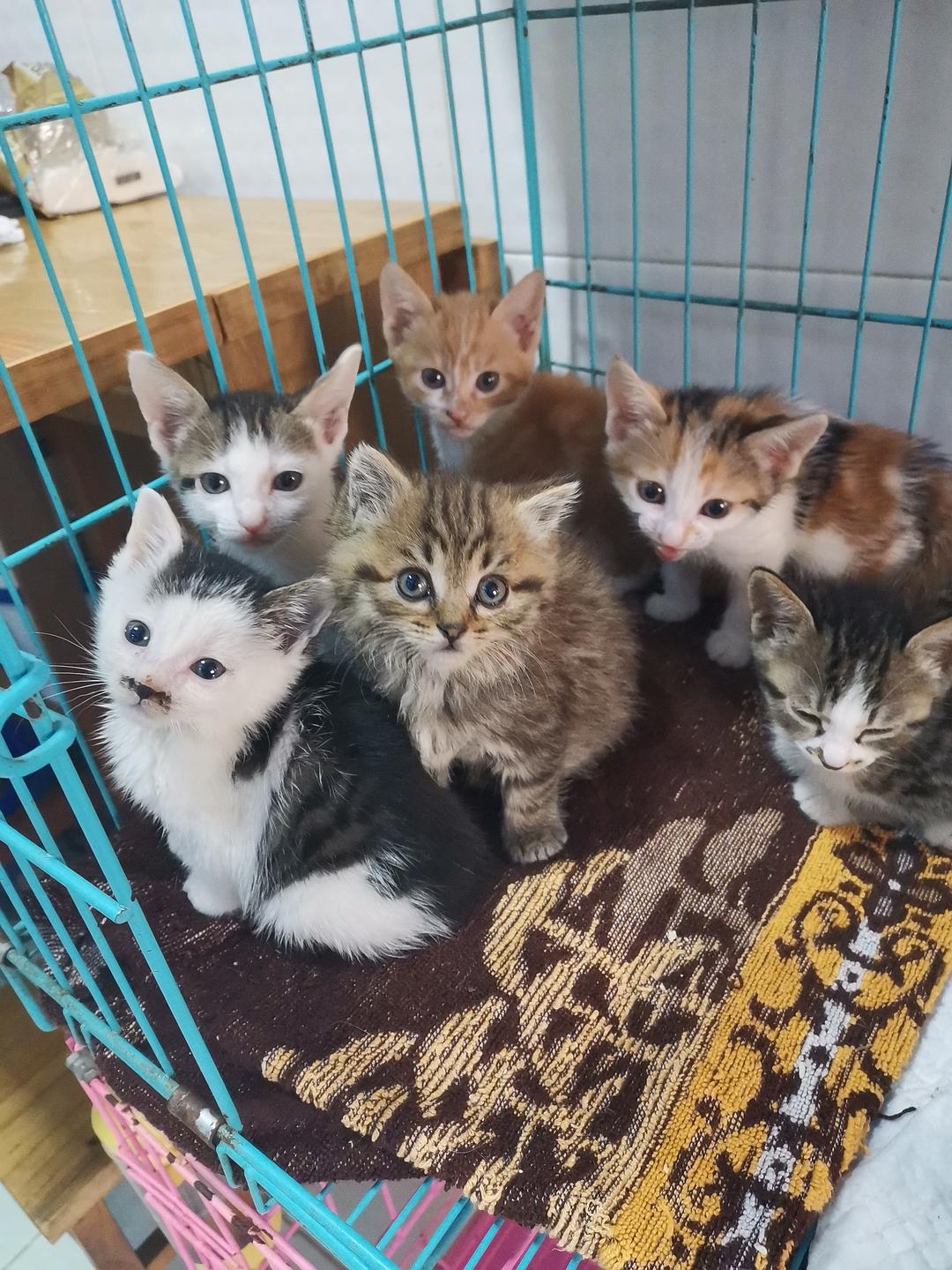 猫咪社区在线_猫咪社区在线_猫咪社区在线
