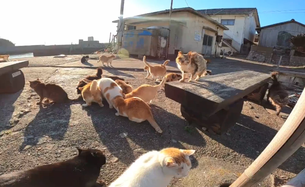 猫咪段子短视频app_短视频猫_快猫短视频软件
