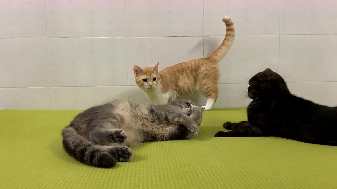 短视频猫_猫咪段子短视频app_快猫短视频软件
