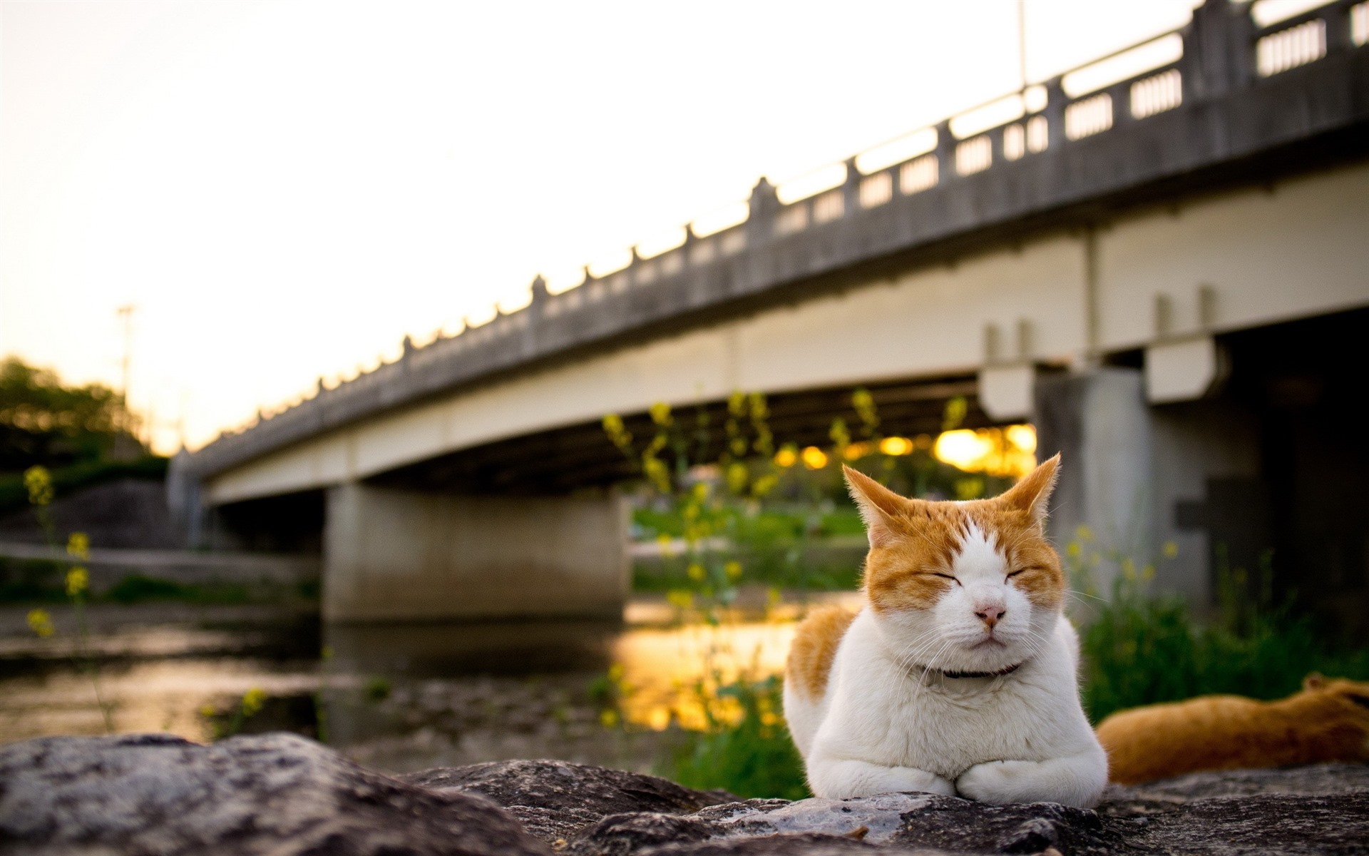 短视频猫_猫咪段子短视频app_快猫短视频软件
