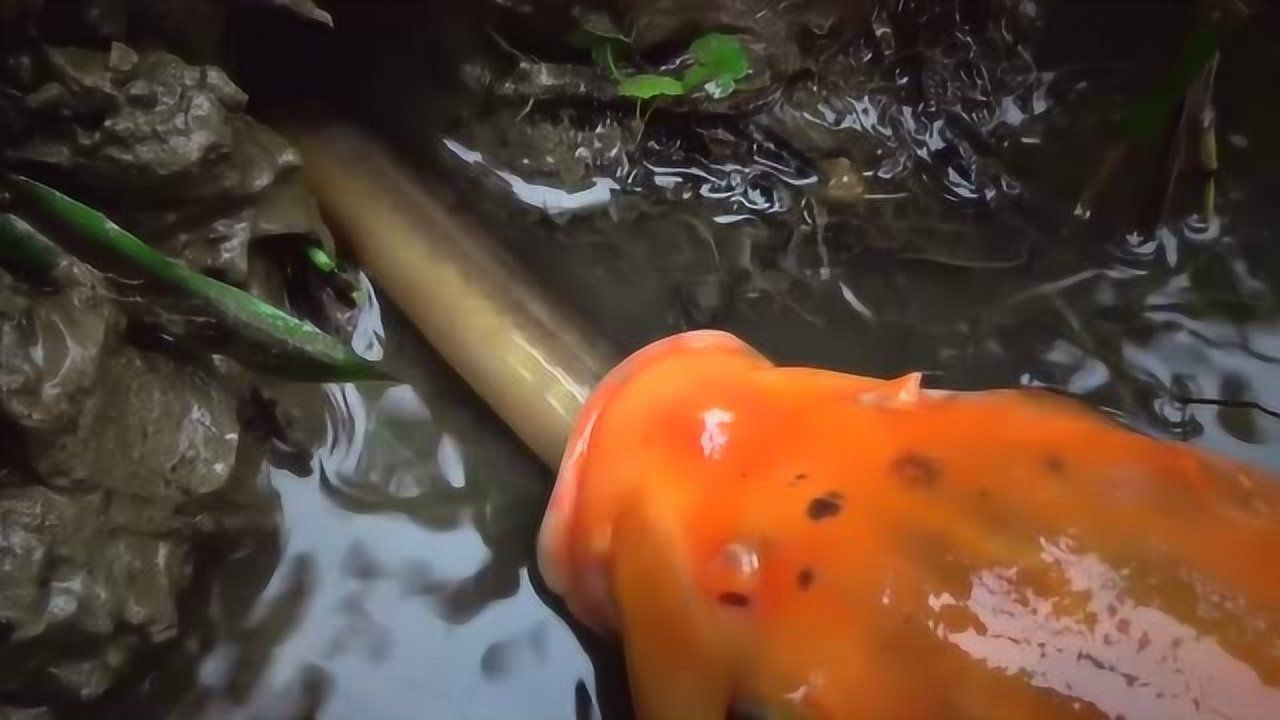 大鱼吃小鱼视频_大鱼吃小鱼视频_大鱼吃小鱼视频