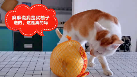 柚子猫视频_柚子猫视频_柚子猫视频