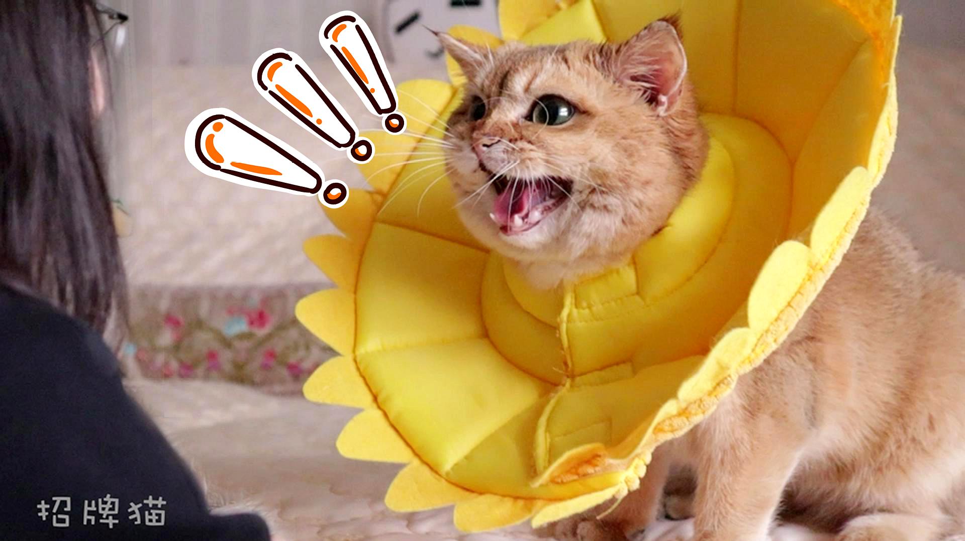 柚子猫视频_柚子猫视频_柚子猫视频