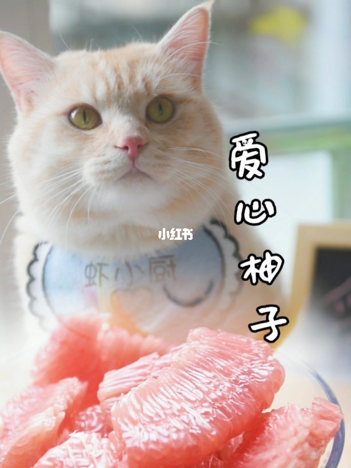 柚子猫视频_柚子猫视频_柚子猫视频
