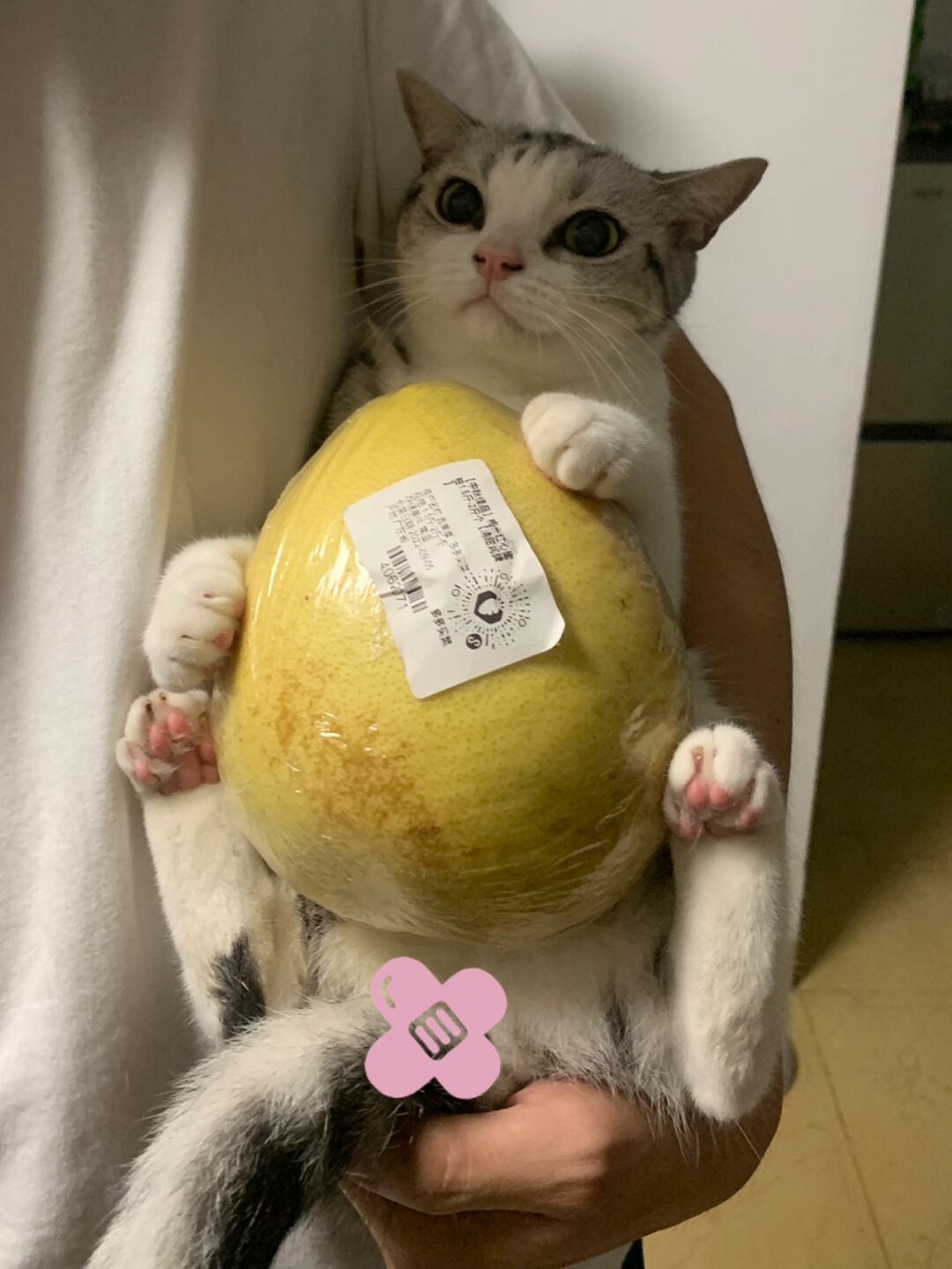 柚子猫视频_柚子猫视频_柚子猫视频