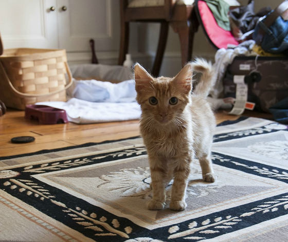 记录世界纪录你猫咪_世界最美猫_快猫世界纪录世界你的美