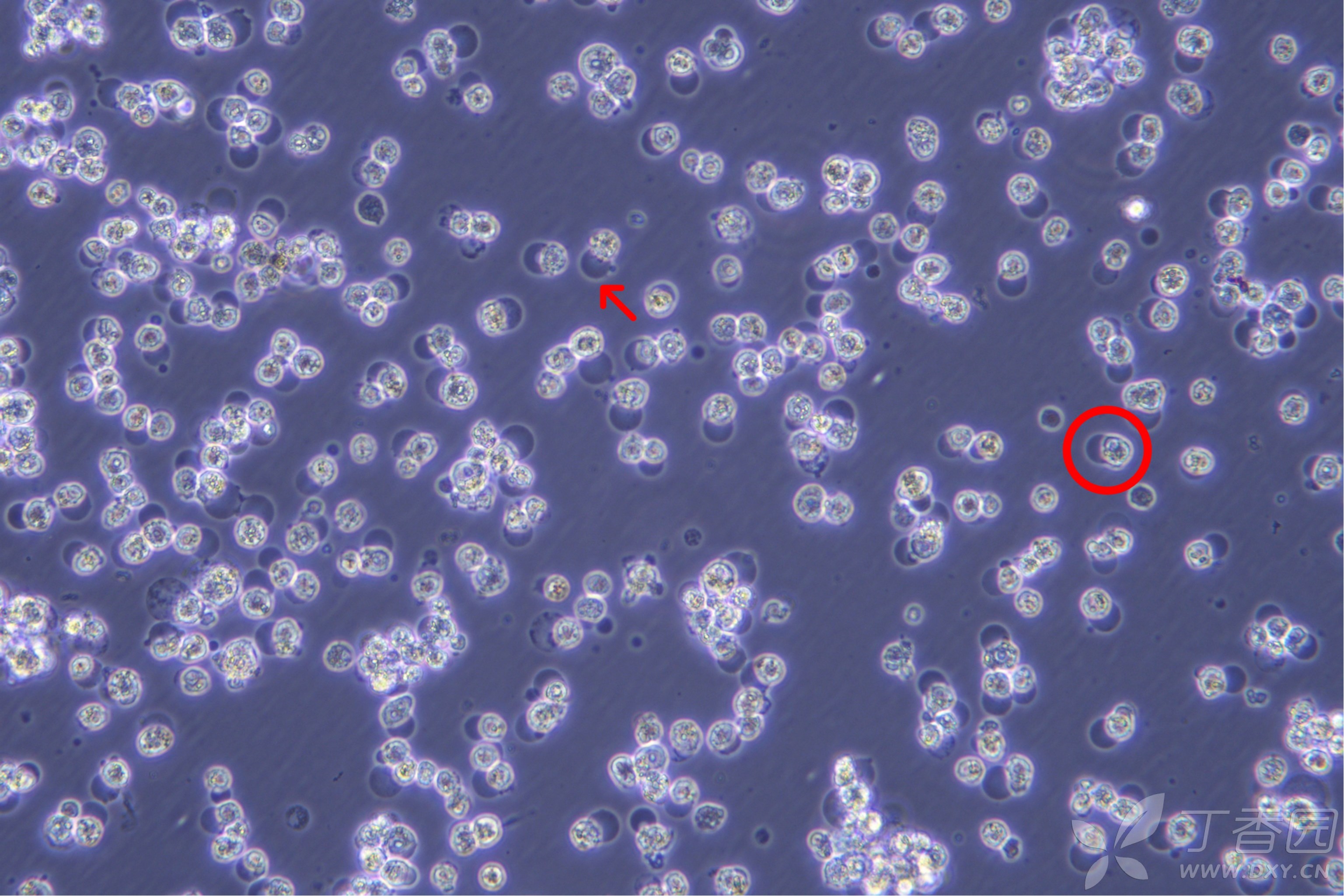 法国学者谁提出了生物学_法国生物科学家贝尔纳说过_法国生物学家贝尔纳说过