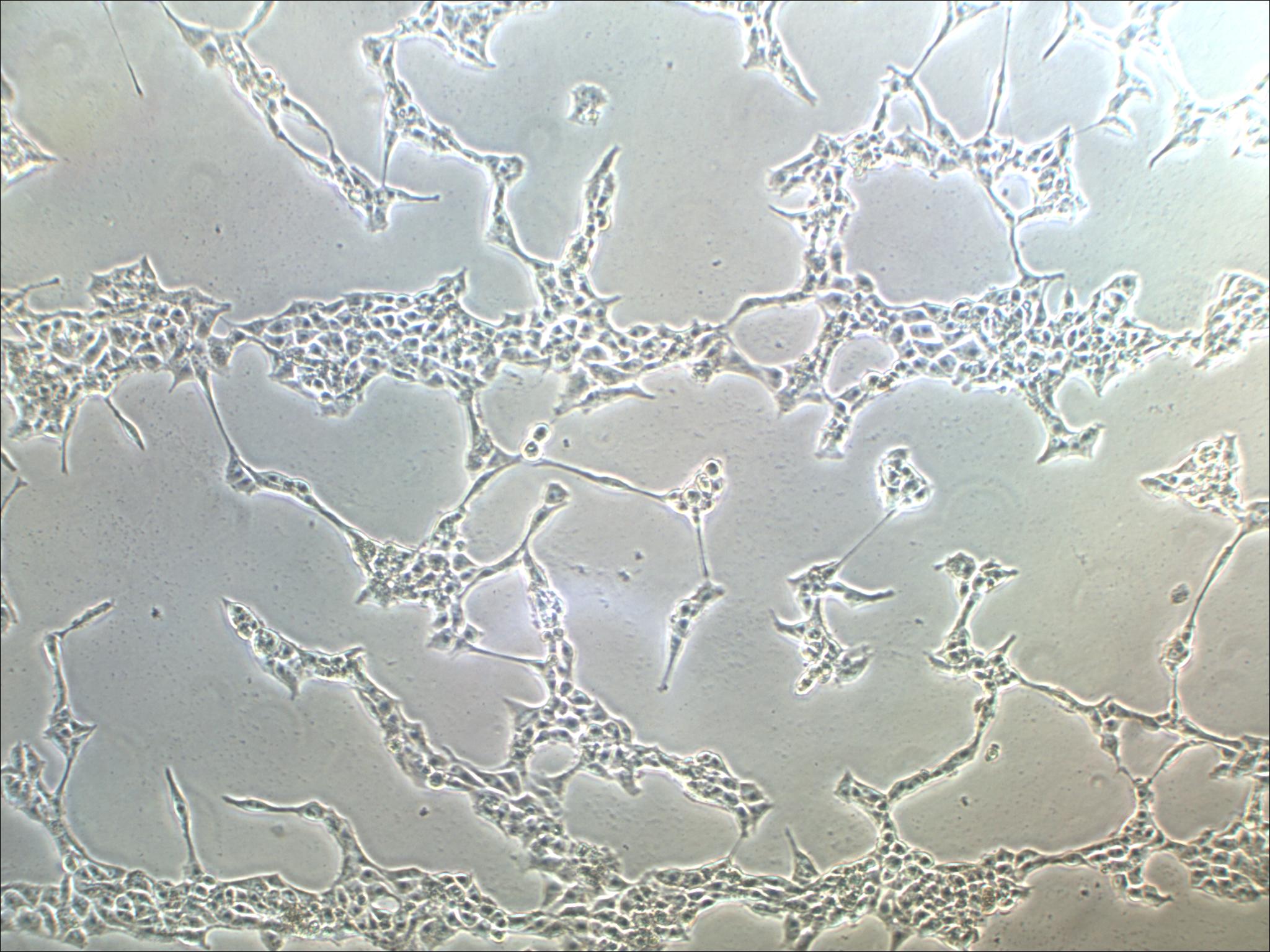 法国生物学家贝尔纳说过_法国生物科学家贝尔纳说过_法国学者谁提出了生物学