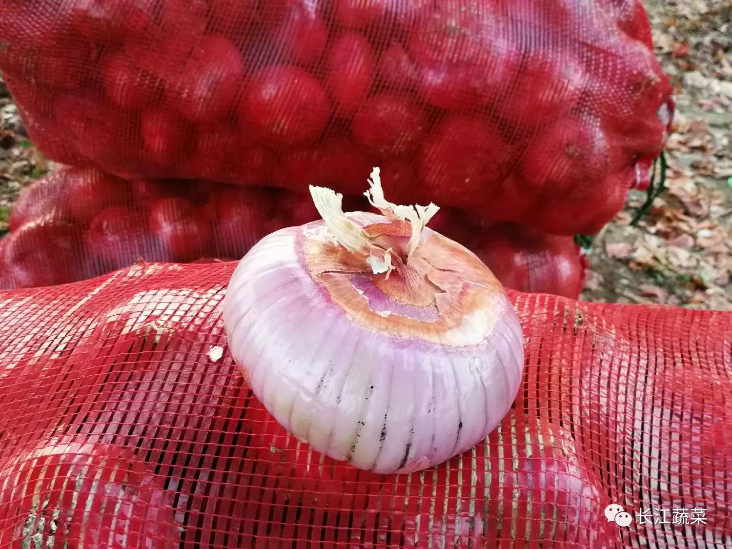 洋葱视频_视频洋葱头历险记_视频洋葱什么时间移栽