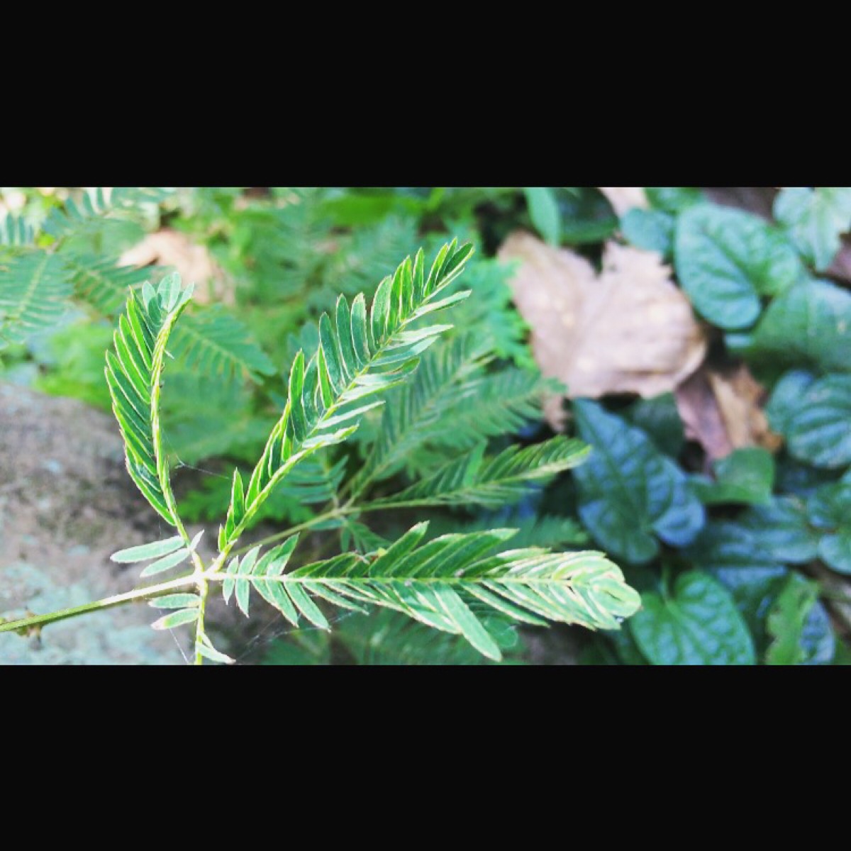 含羞草实验研所入口处网站_含羞草实验研所入口处网站_含羞草实验研所入口处网站