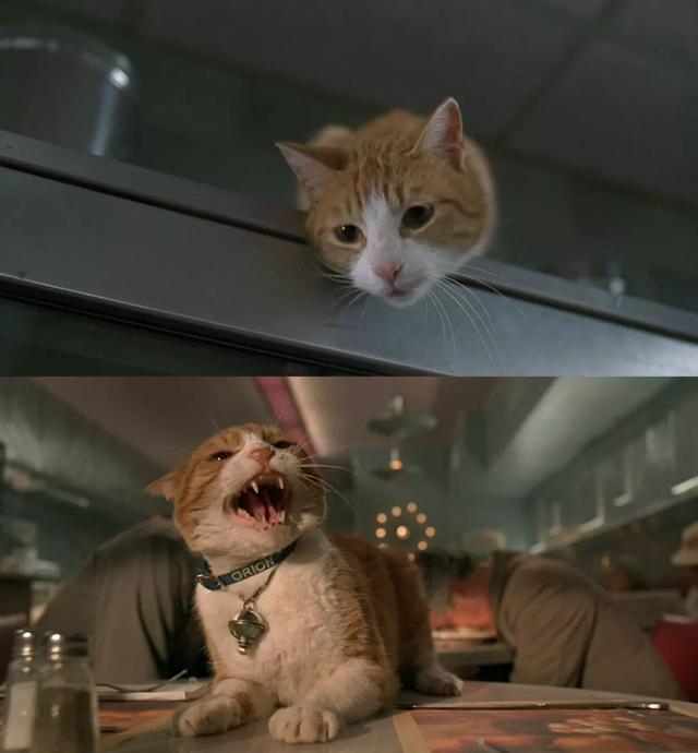 猫咪影视_猫咪影视_猫咪影视