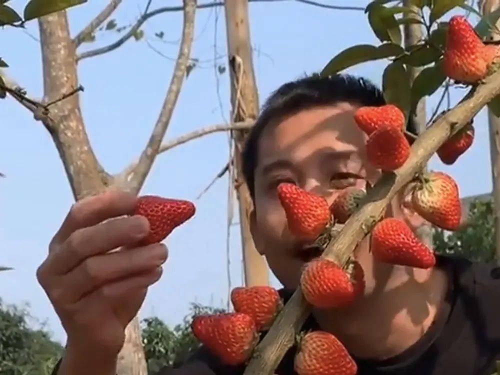 草莓视频免费在线观看_草莓视频免费在线观看_草莓视频免费在线观看