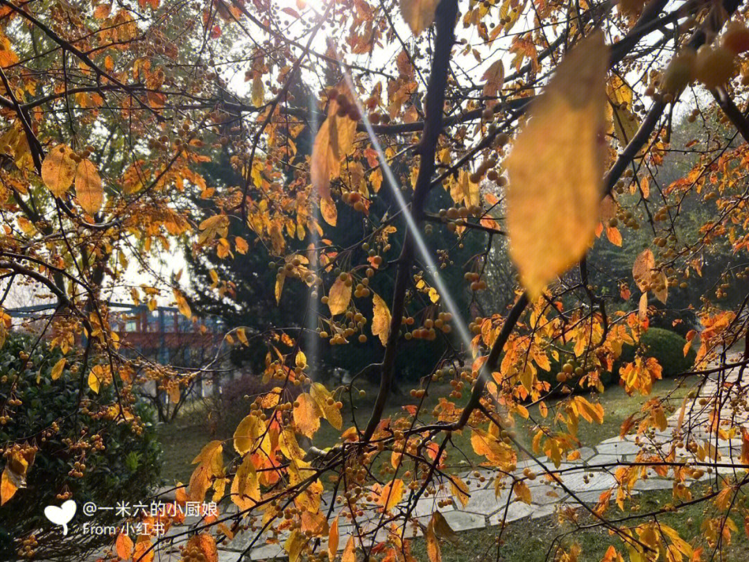 回忆秋天的句子短句唯美_秋之回忆6_回忆秋天的好句