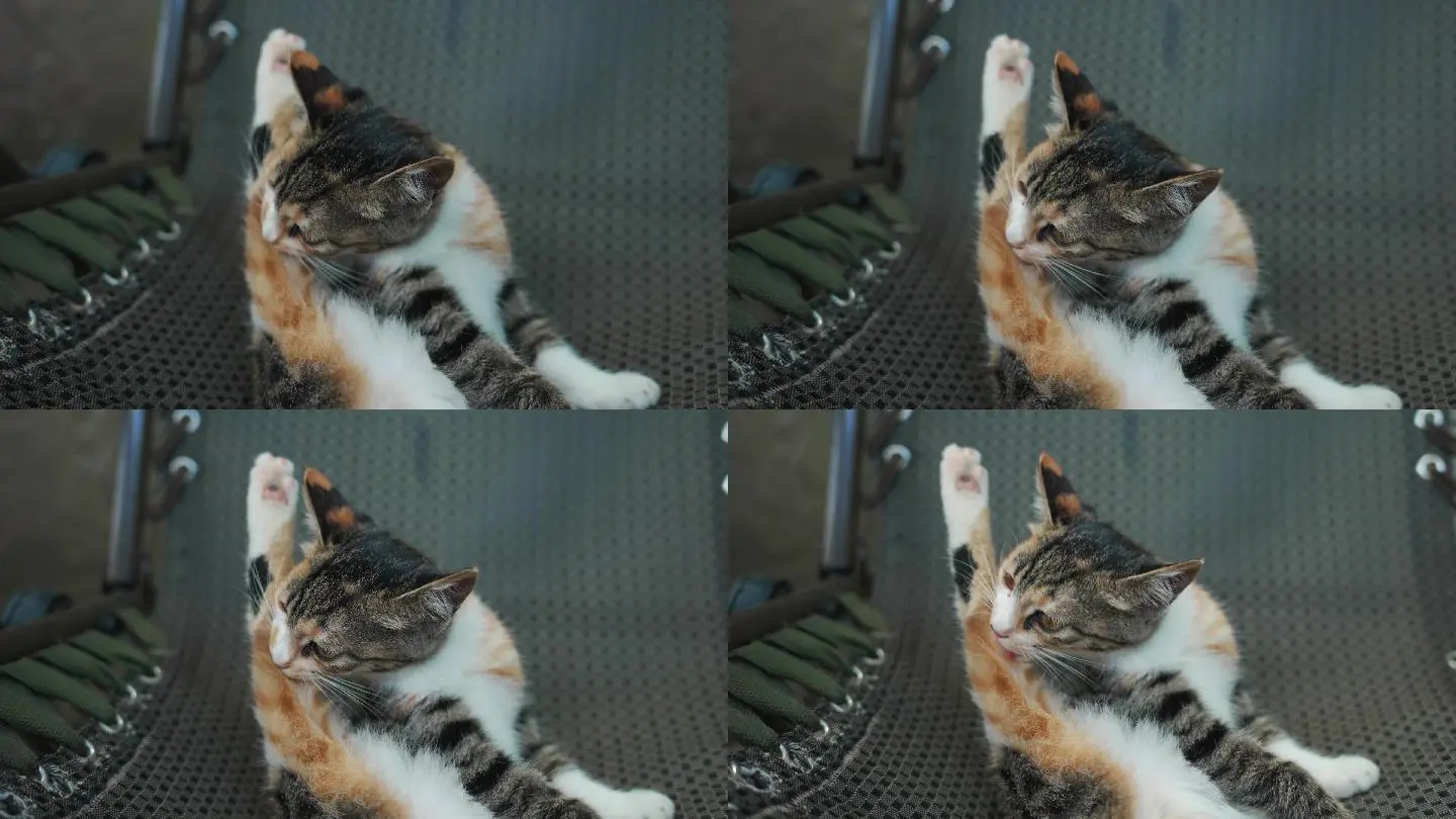 汤姆猫快跑_汤姆猫快跑破解版无限金币钻石_汤姆猫快跑无限糖果版下载