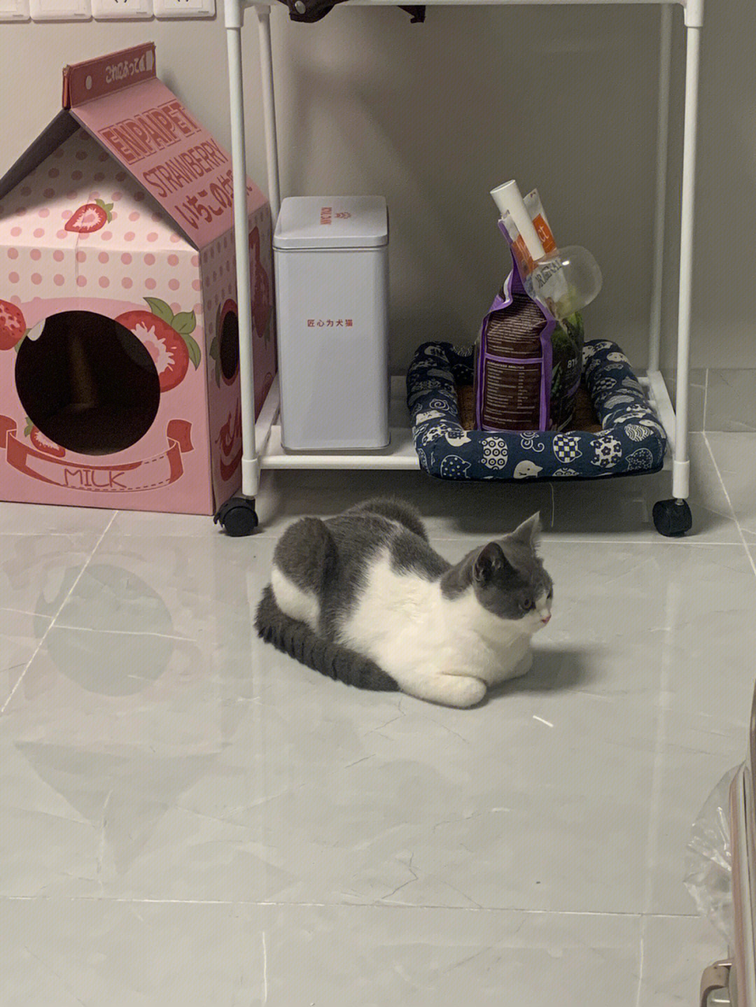 汤姆猫快跑_汤姆猫快跑无限糖果版下载_汤姆猫快跑破解版无限金币钻石