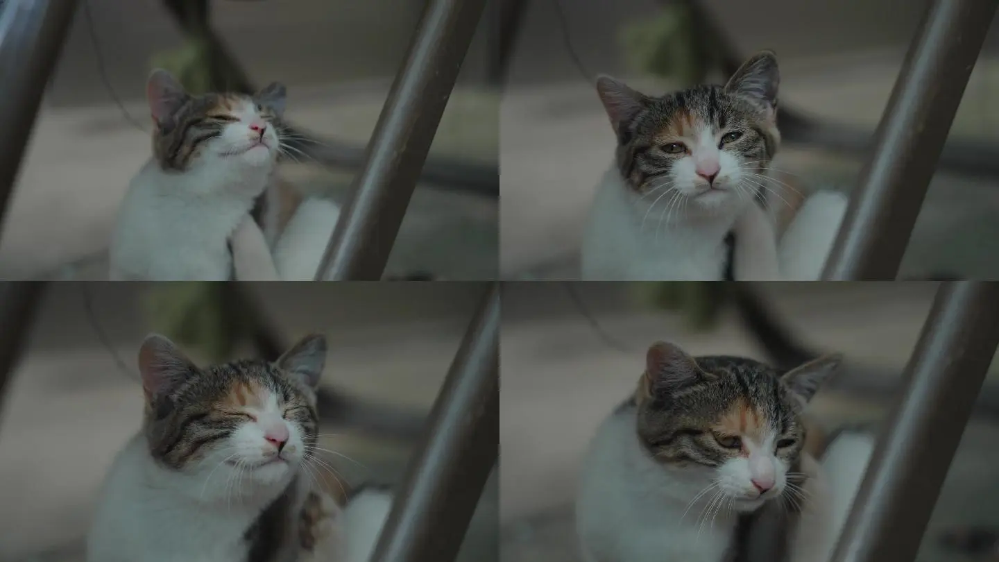 汤姆猫快跑无限糖果版下载_汤姆猫快跑破解版无限金币钻石_汤姆猫快跑