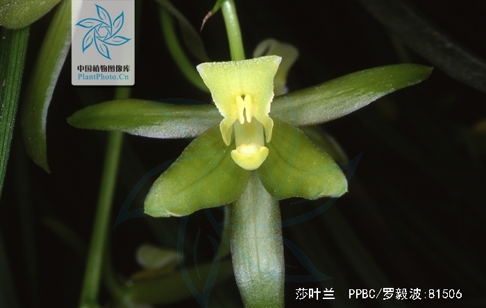 沙兰镇_沙兰_沙兰镇水灾事件