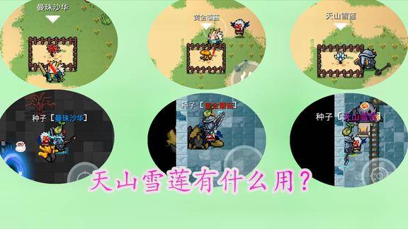 元气骑士天山雪莲_天山雪莲元气骑士_元气骑士天山雪莲是什么效果