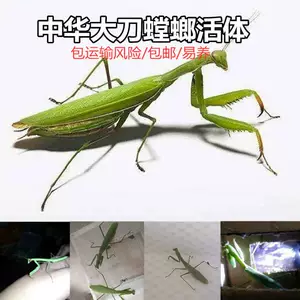 螳螂刀_螳螂刀图片_螳螂刀三个传说插件