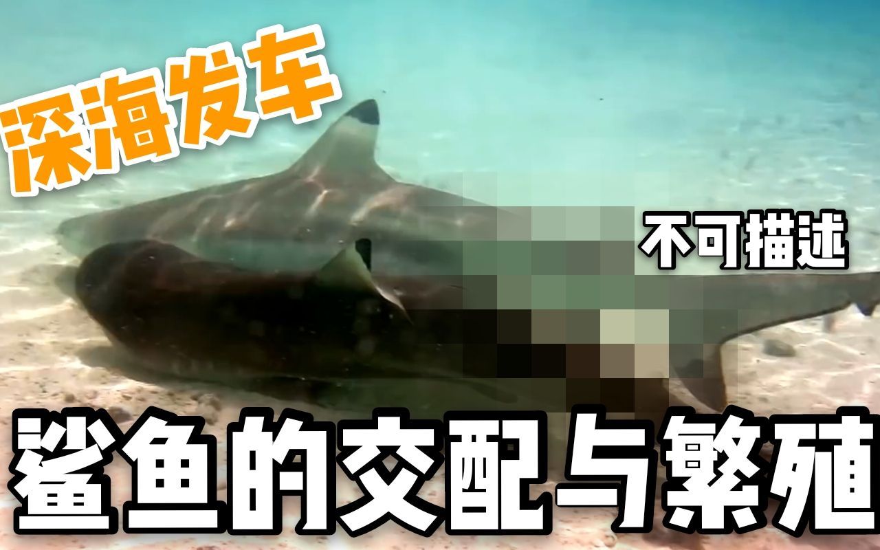 异刺鲨_异刺鲨_异刺鲨