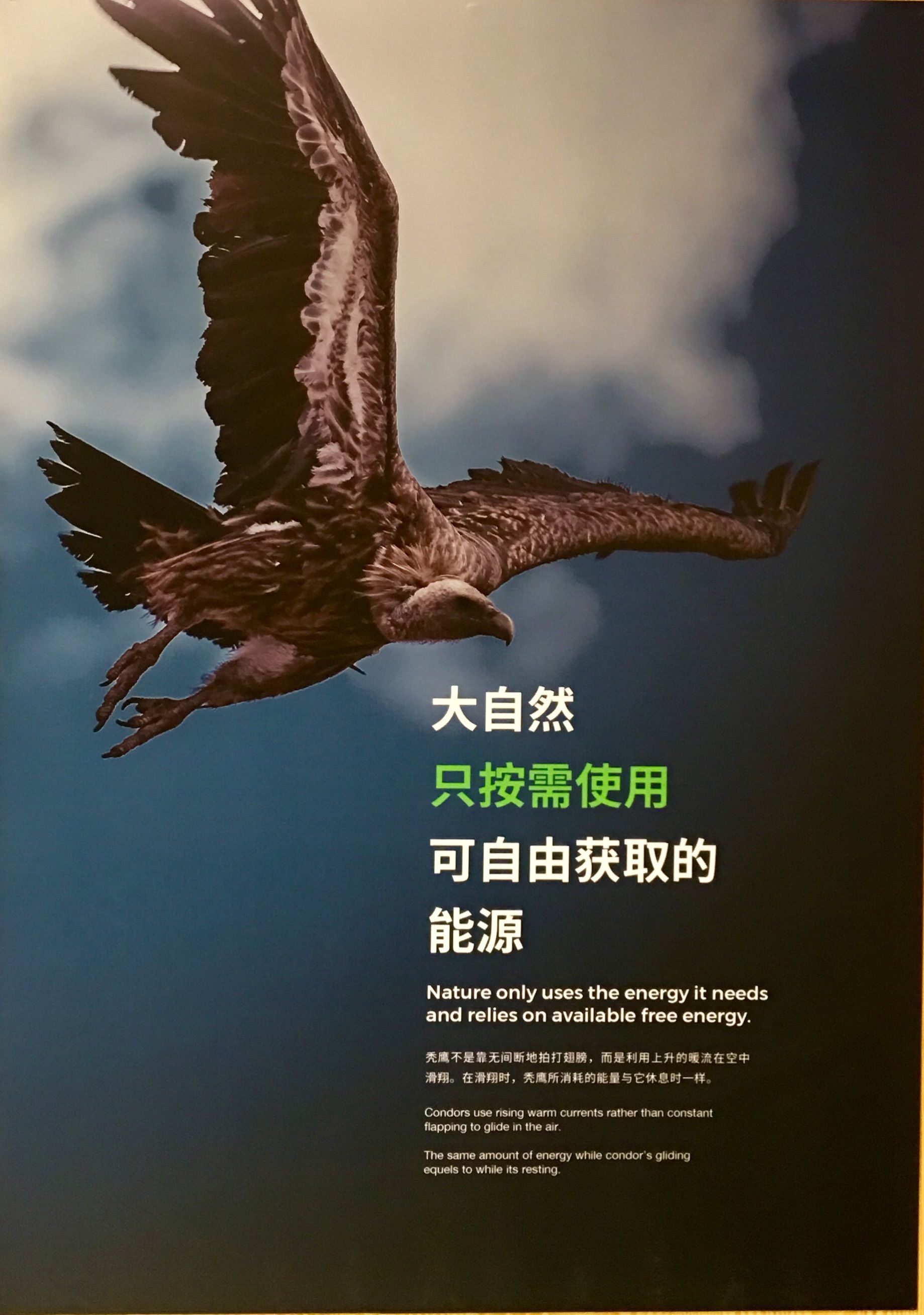 鸟行者_小环颈行鸟_行鸟