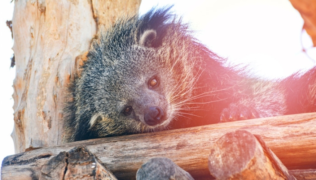 大牙狸_大牙狸_大牙狸