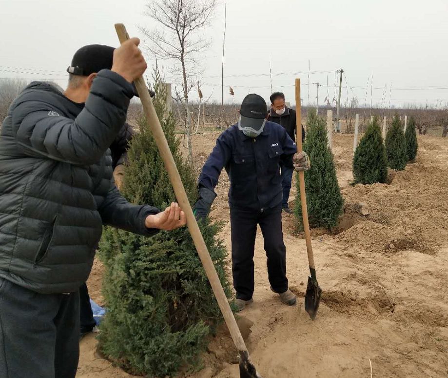 老农种树_种树老农彩虹_种树老农小会
