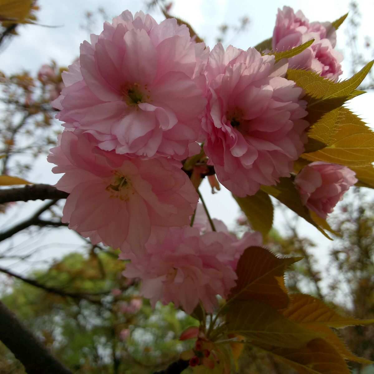 樱花dm_樱花dm_樱花dm