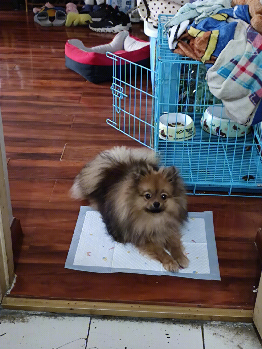 波波拉拉品牌怎么样_波波拉_波波拉和迪瓦拉