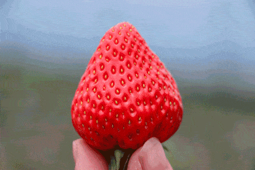 草莓视频69_草莓视频69_草莓视频69