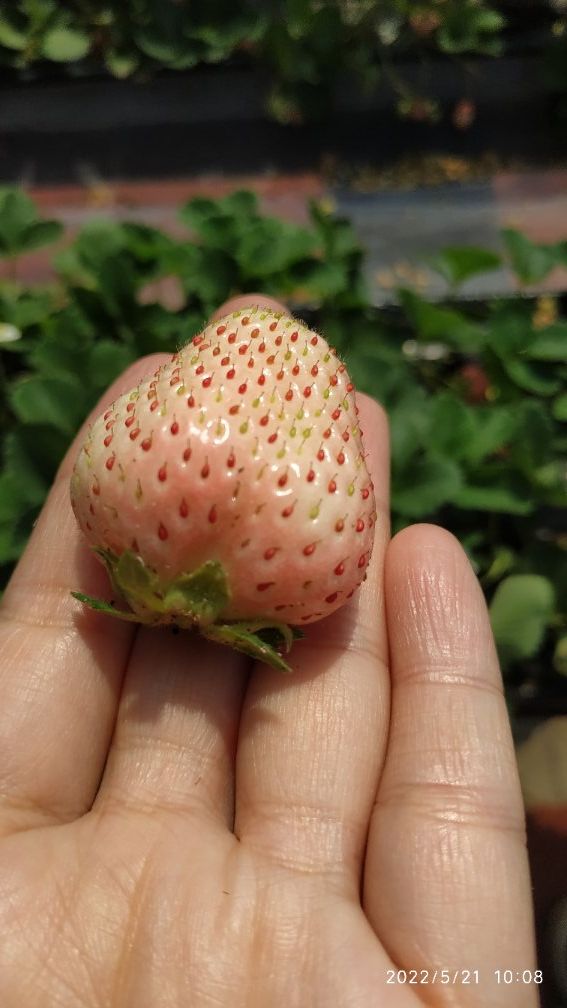 草莓视频69_草莓视频69_草莓视频69