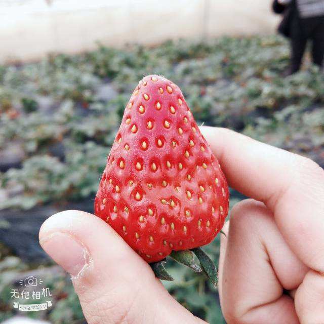 草莓视频69_草莓视频69_草莓视频69