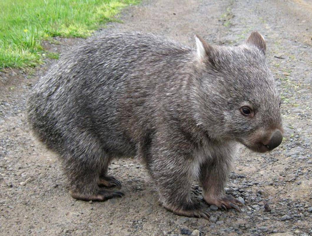 袋熊_袋熊_袋熊