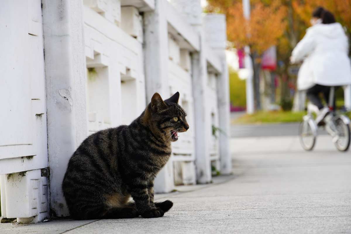 视频猫眼_视频猫猫_快猫视频app