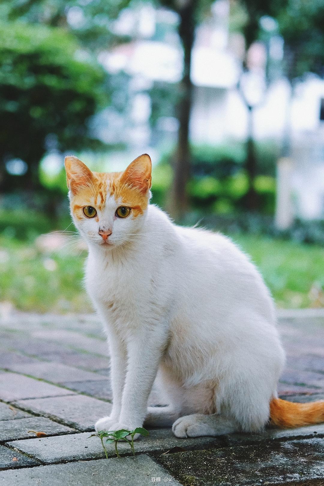 快猫视频app_视频猫猫_视频猫眼